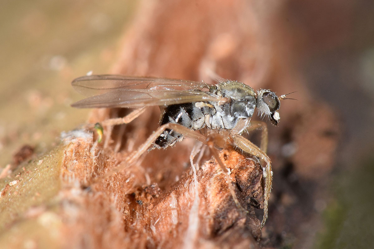 Hybotidae: Platypalpus sp?